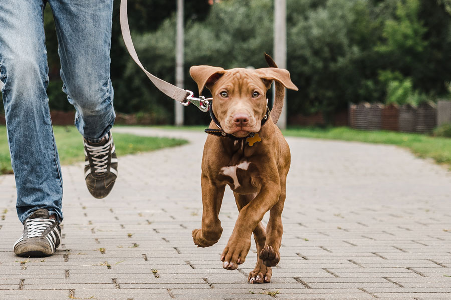 Dog Walking Services in Halifax: Finding the Perfect Walker for Your Pup